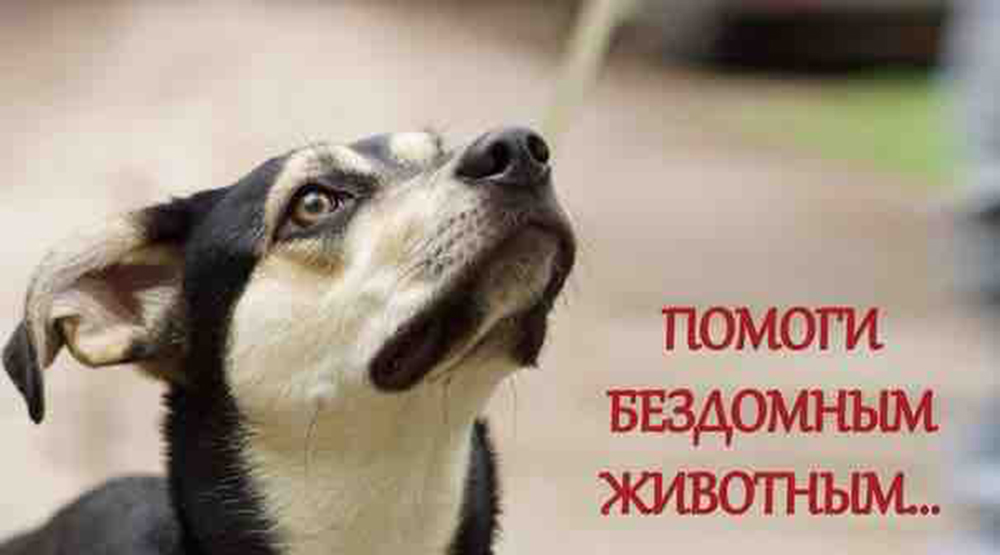 Миска добра